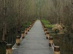 -桤木河湿地公园