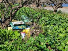 -广州市流溪河国家森林公园
