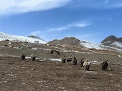 -比如骷髅墙景区