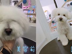 美容图-BABYDOG宝贝狗宠物乐园(欧洲城店)