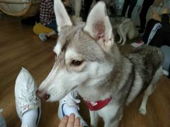 -Husky Go! 哈士奇体验馆·宠物咖啡厅狗咖