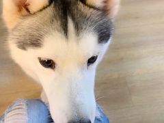 -Husky Go! 哈士奇体验馆·宠物咖啡厅狗咖