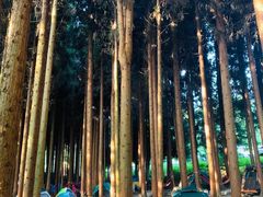 -武陵山森林公园