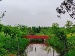 -东平国家森林公园