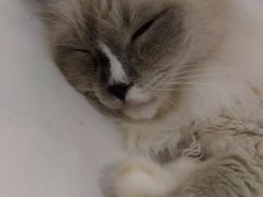 -共舞时光猫咖·狗咖(新街口店)