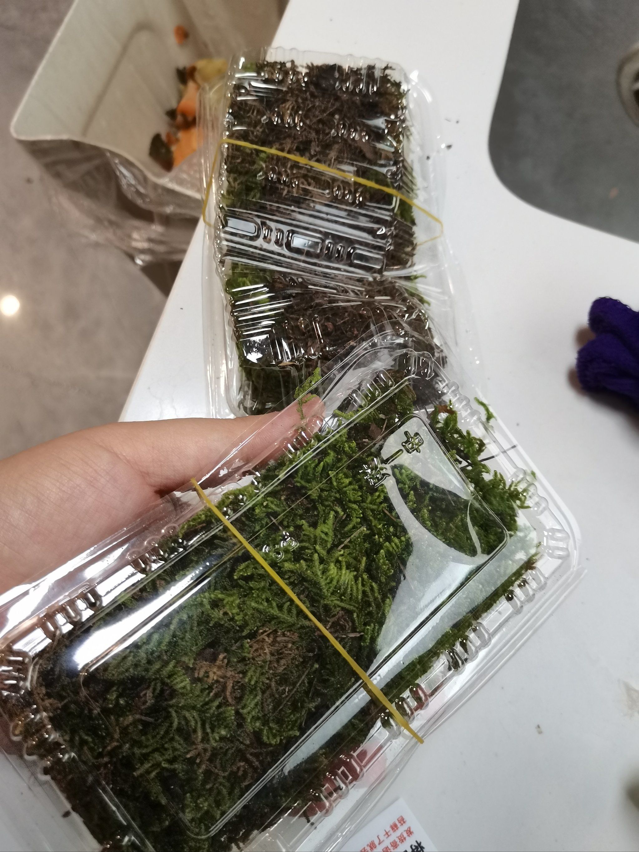 鱼缸苔藓