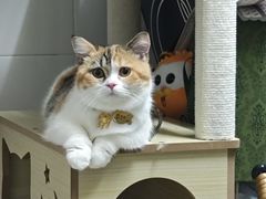 -屋虎猫馆(宝安大仟里店)