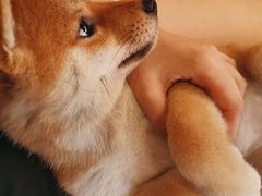 -柴犬高等学院·狗咖·柴犬售卖·宠物训练