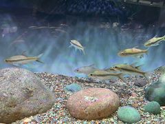 -青石桥花鸟鱼虫市场(叠翠城店)