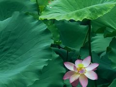 -荔湾湖公园