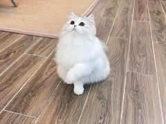 -猫大福·Fortune Cat猫舍(百子湾店)