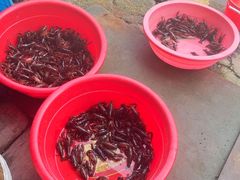 -同銮特种养殖场·龙虾垂钓