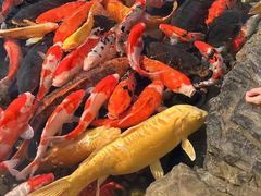 -青岛鑫江温德姆酒店