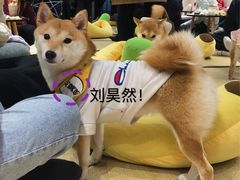 -逗柴咖啡屋·狗咖猫咖宠物桌游