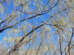 -朝阳公园游乐园