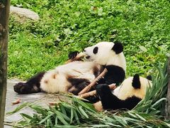 -卧龙中华大熊猫苑神树坪基地