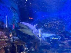 -烟台海昌鲸鲨海洋公园