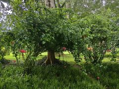 -中国科学院西双版纳热带植物园