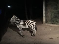 -清迈夜间动物园