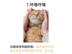 -欣宠猫屋·矮脚拿破仑·蓝金金渐层