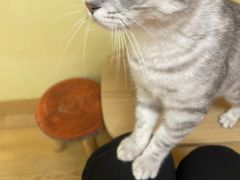 -Meowの猫咖(万家丽店)