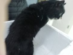 -汪喵宠物医院·骨科心脏影像·犬猫急重症ICU诊疗中心(成华分院)