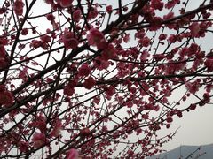 IMG_7280-香雪海