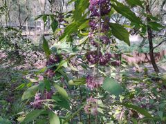 -西湖风景区-江洋畈生态公园