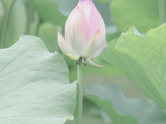 -桂湖森林公园