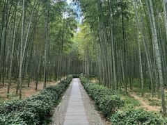 -大奇山国家森林公园