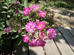 -合肥滨湖国家森林公园