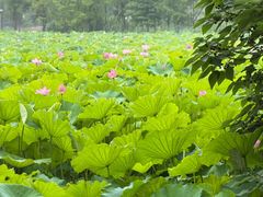 -高子水居