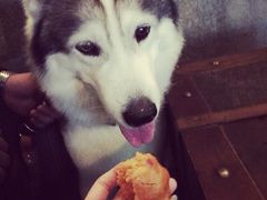 百好乐比萨-百好乐宠物友好餐厅(朝外大街店)