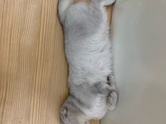 -李小姐の猫咖啡馆(五角场店)