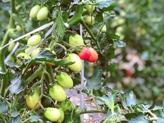 -海上花岛玫瑰园采摘