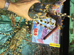 iphone_upload_pic-渔民新村(番禺总店)