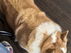 -肥朵食堂(带梦胡同店)