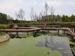 -东郊湿地公园