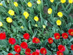 -洛阳郁金香牡丹园