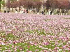 -洋湖国家湿地公园