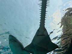 -瑞普利水族馆