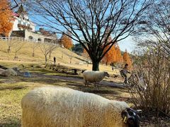 -神户市立六甲山牧场