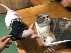 -藦茜花园宠物主题亲子互动体验馆(国顺东路店)