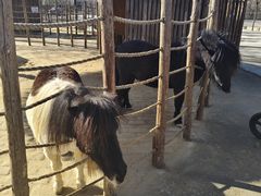 -保定市动物园
