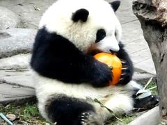 -成都动物园