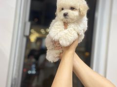 -萌宠之家·腊肠犬·马尔泰·小体犬舍