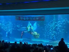 -海合安成都极地海洋公园