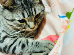 -纳吉亚猫专科动物医院·北北分院