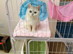 -半岛宠物医院24小时(科华中路店)