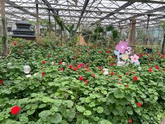 -南宫五洲植物乐园